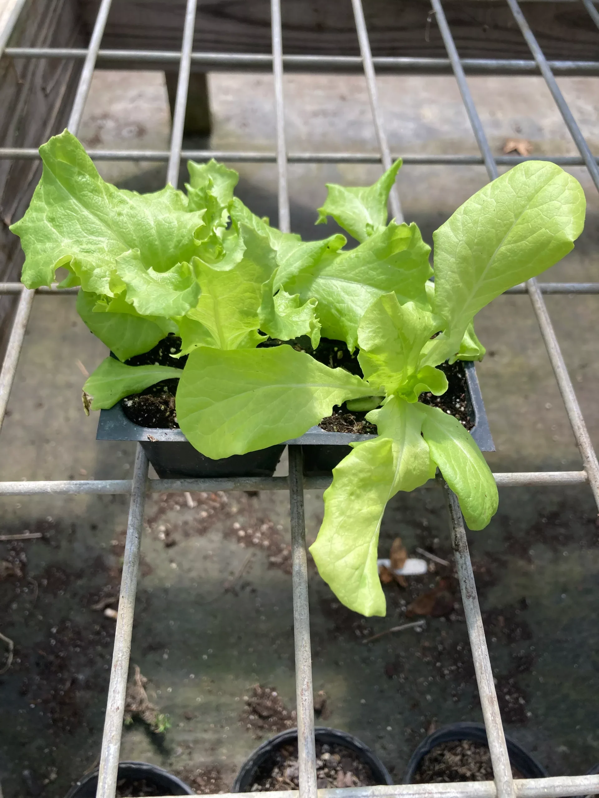 Lettuce, Black Seeded Simpson
