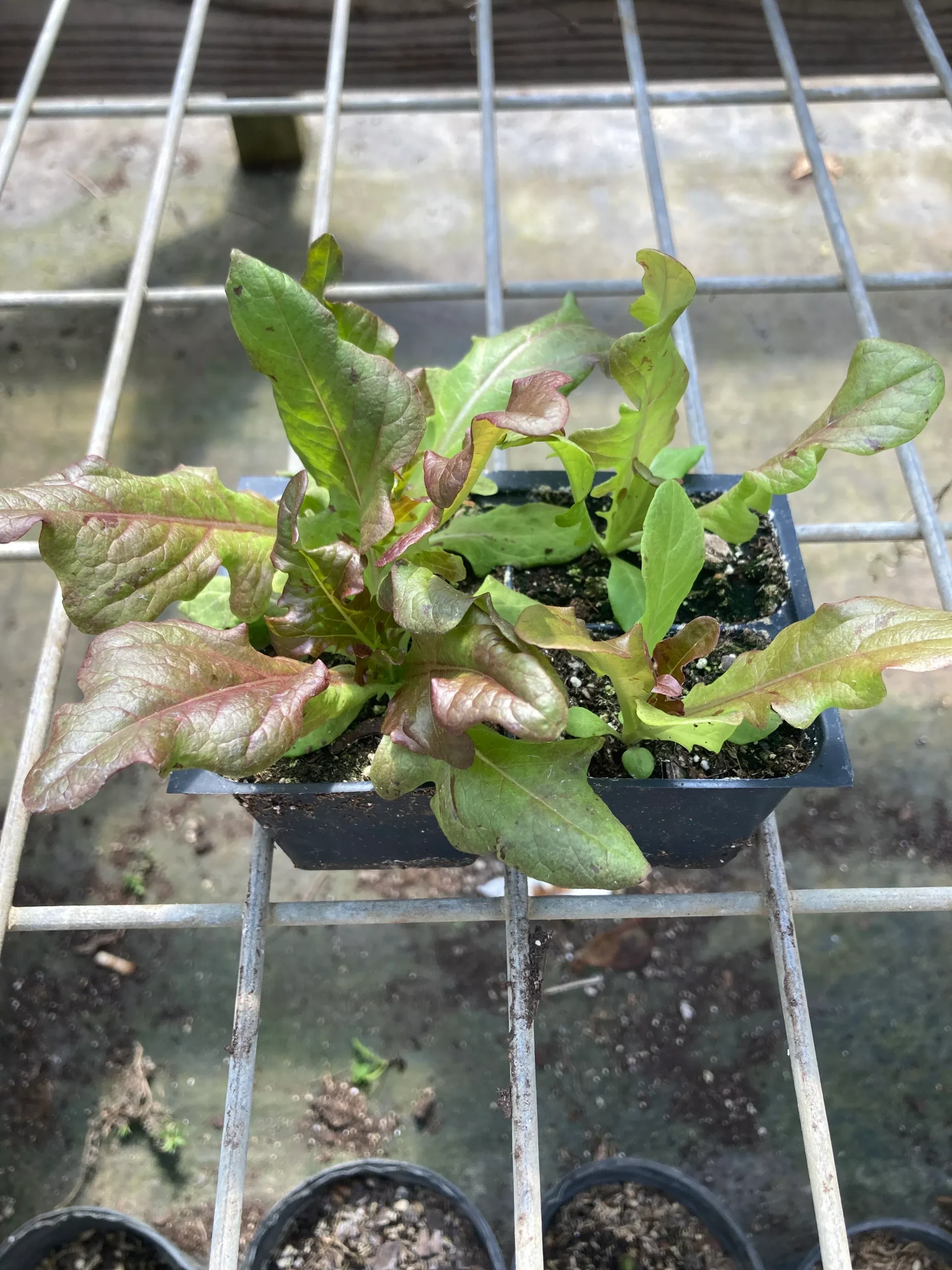 Lettuce, Bronze Arrowhead