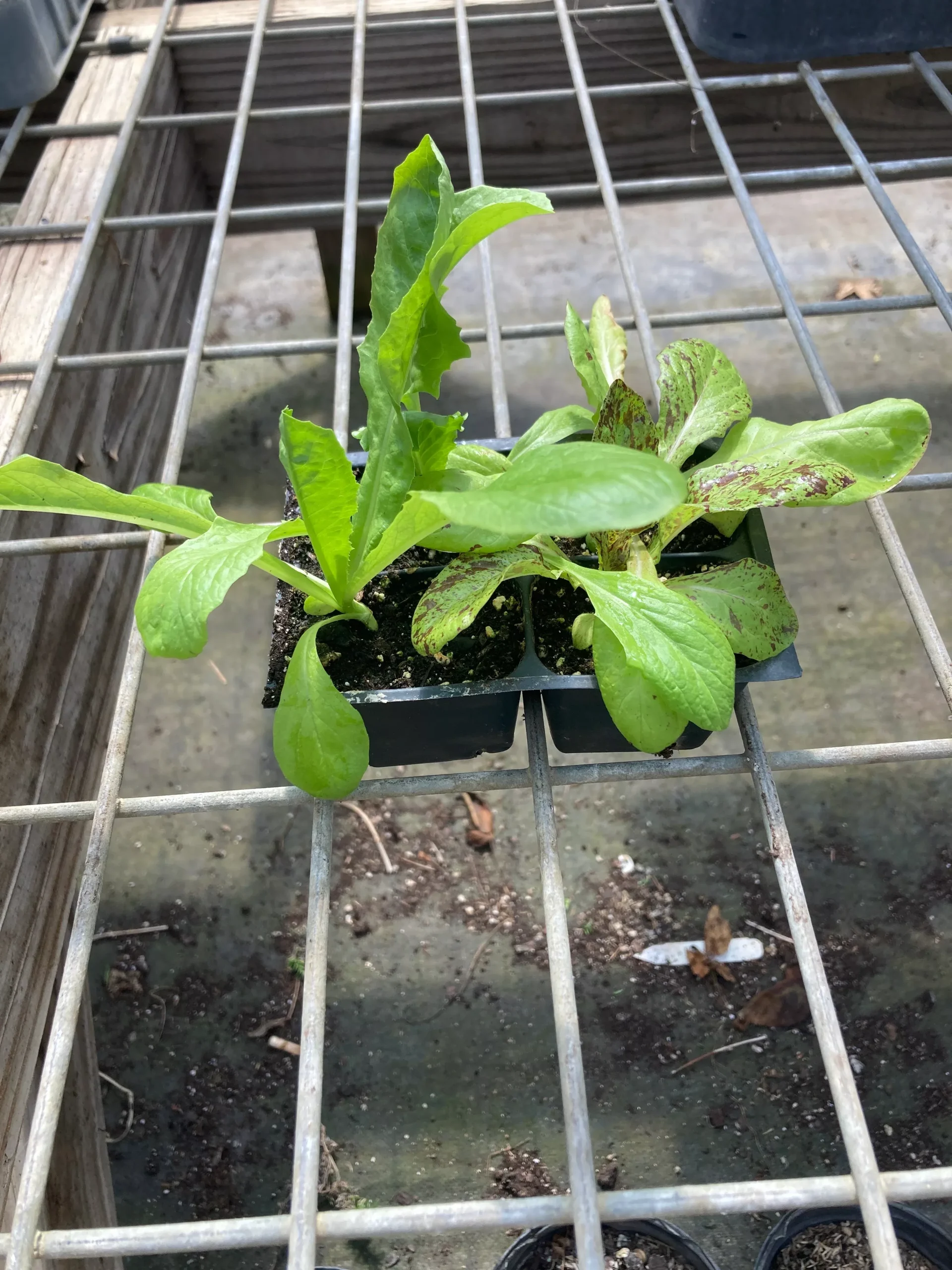Lettuce, Freedom Mix