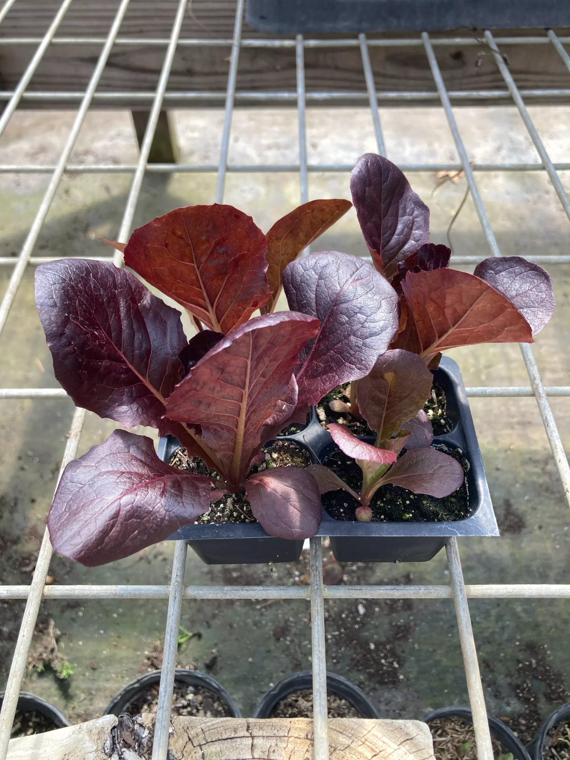 Lettuce, Marshall Romaine