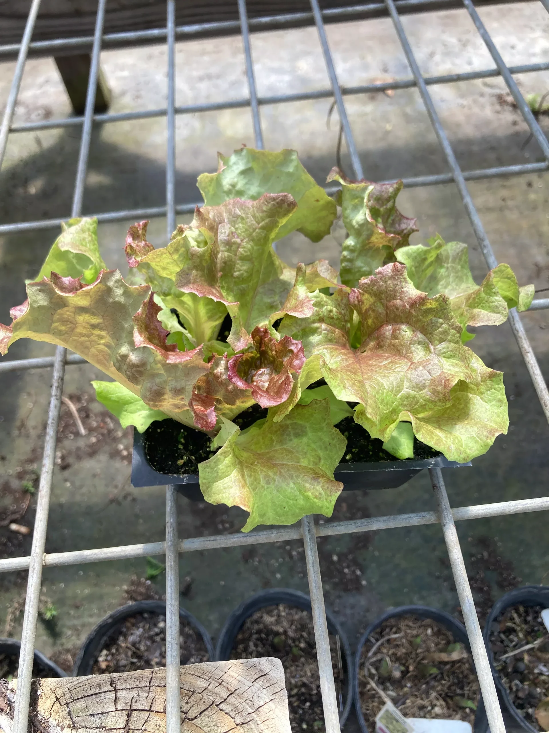 Lettuce, New Red Fire