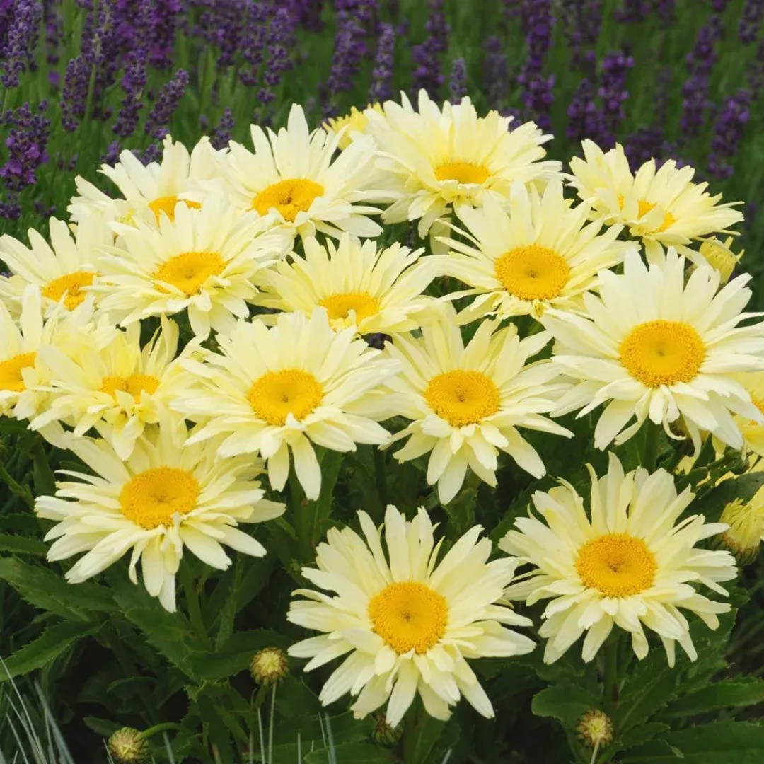 Leucanthemum 'Banana Cream II'