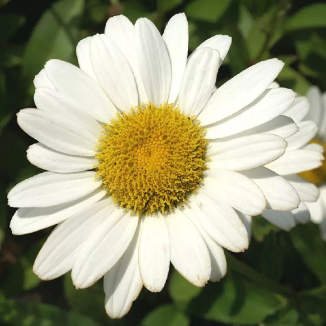 Leucanthemum 'Brightside'