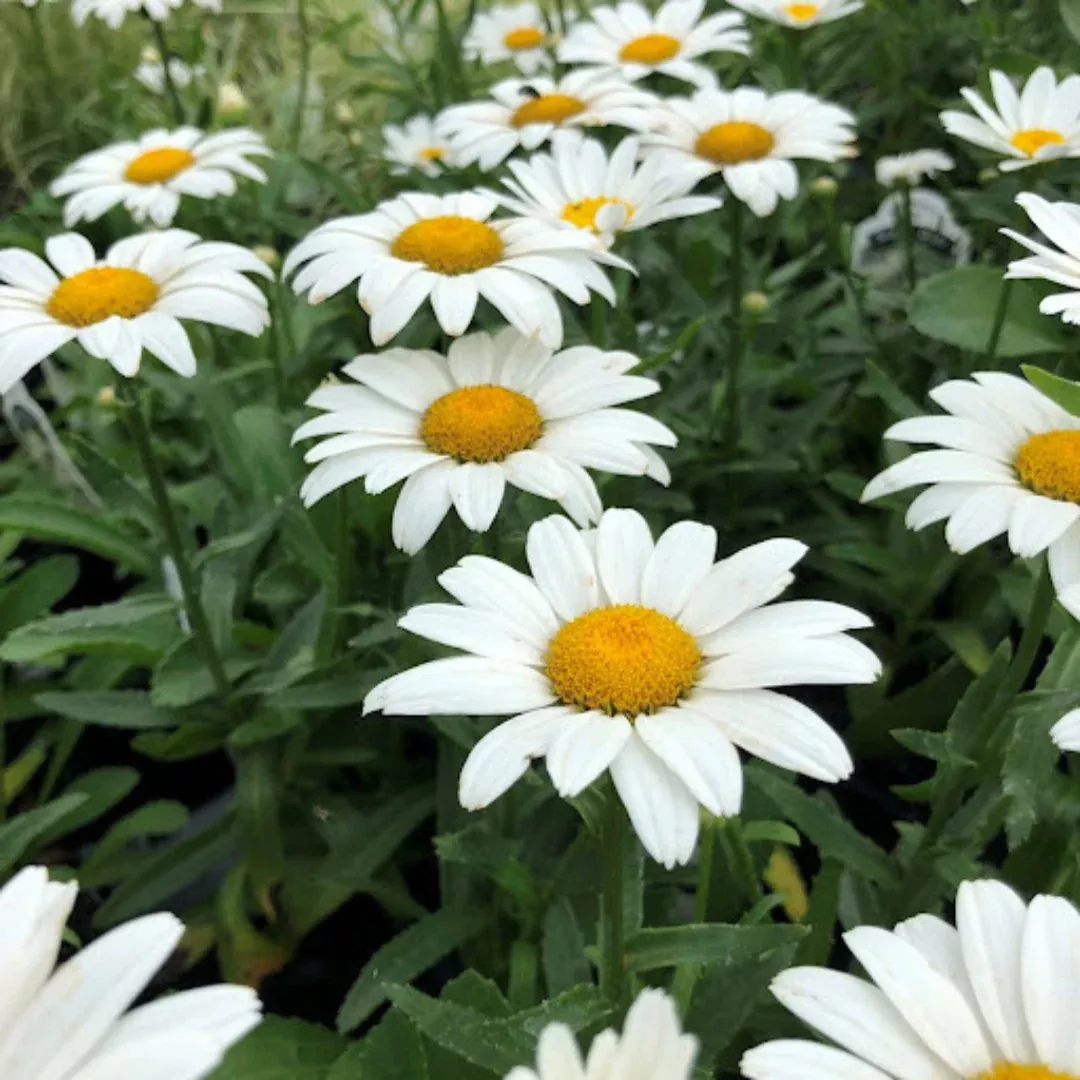 Leucanthemum 'Snow Cap'