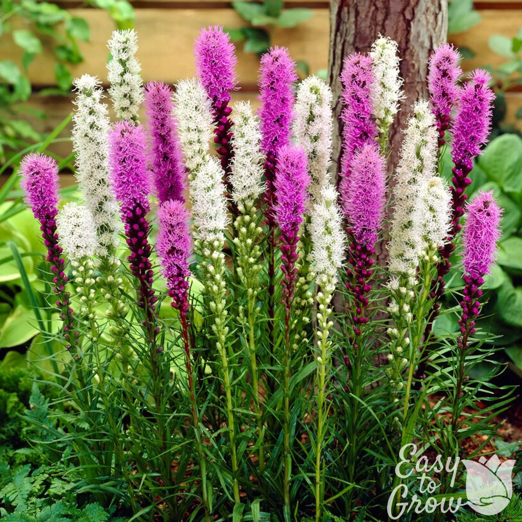 Liatris - Blazing Stars Mix