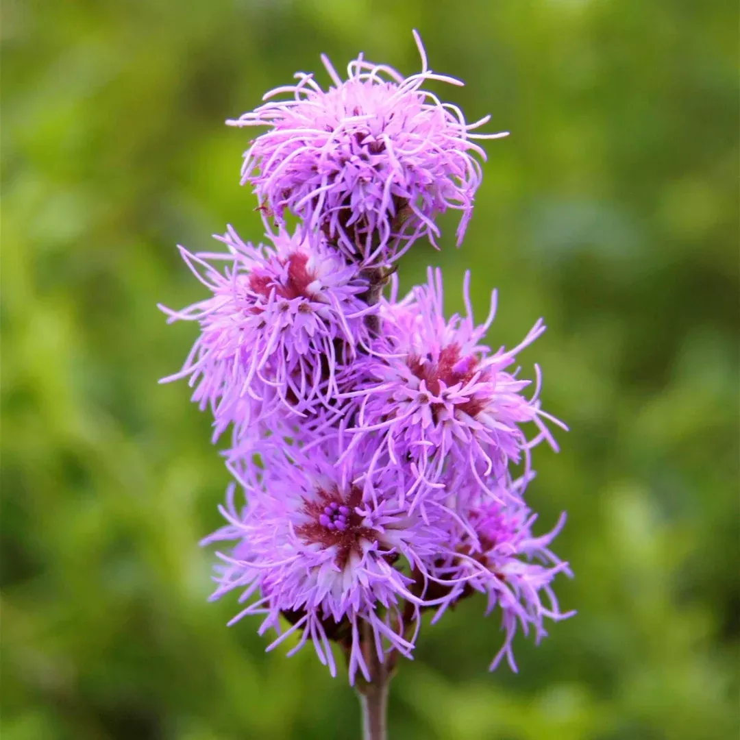 Liatris cylindrica