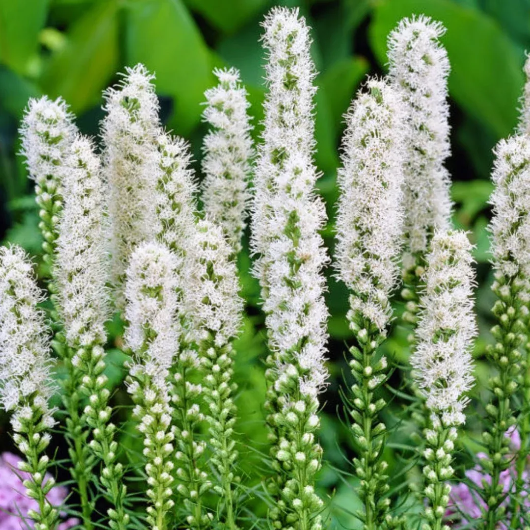 Liatris 'Floristan White'