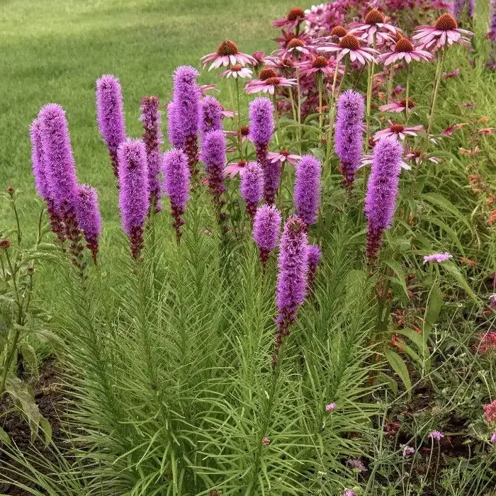 Liatris 'Kobold'