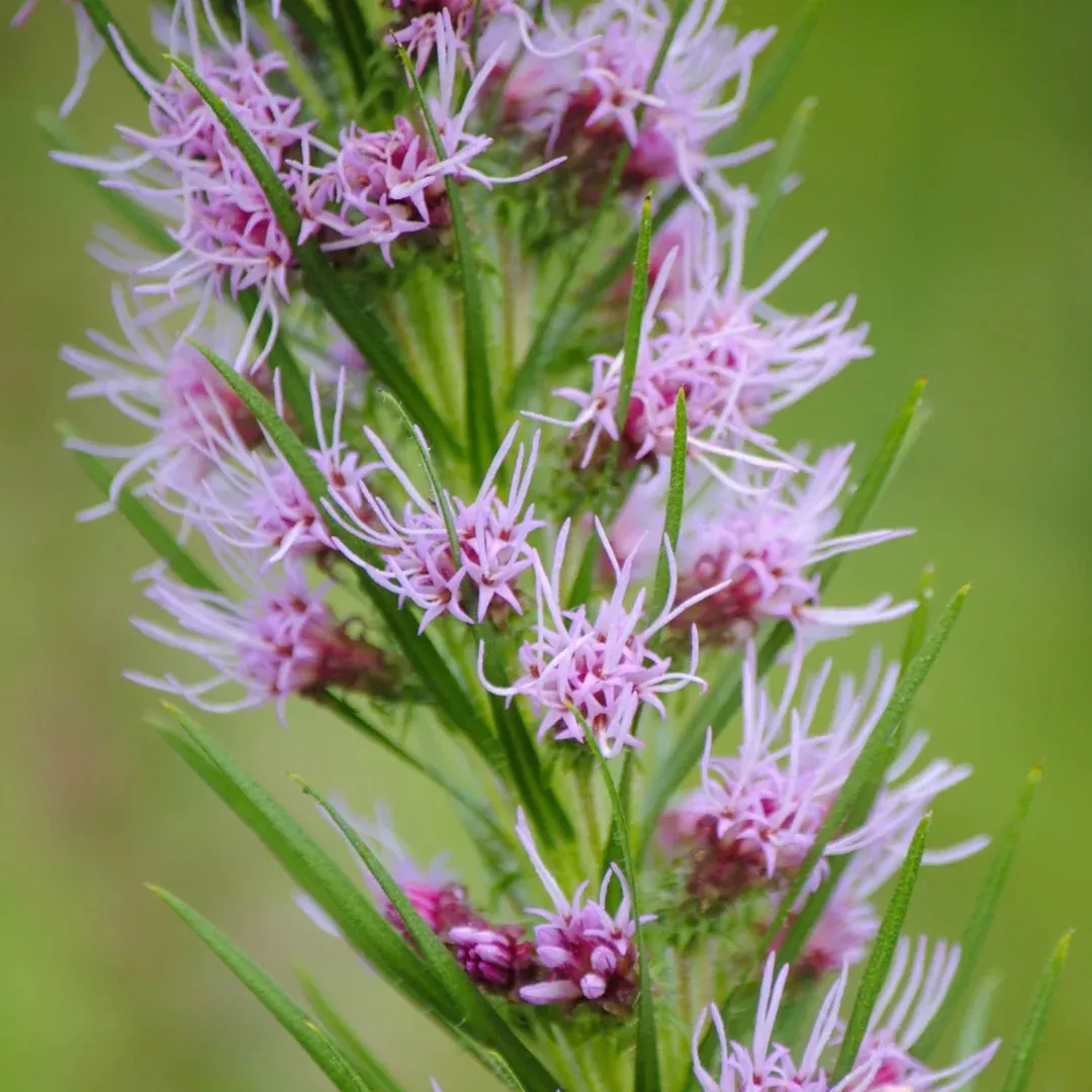 Liatris pycnostachya