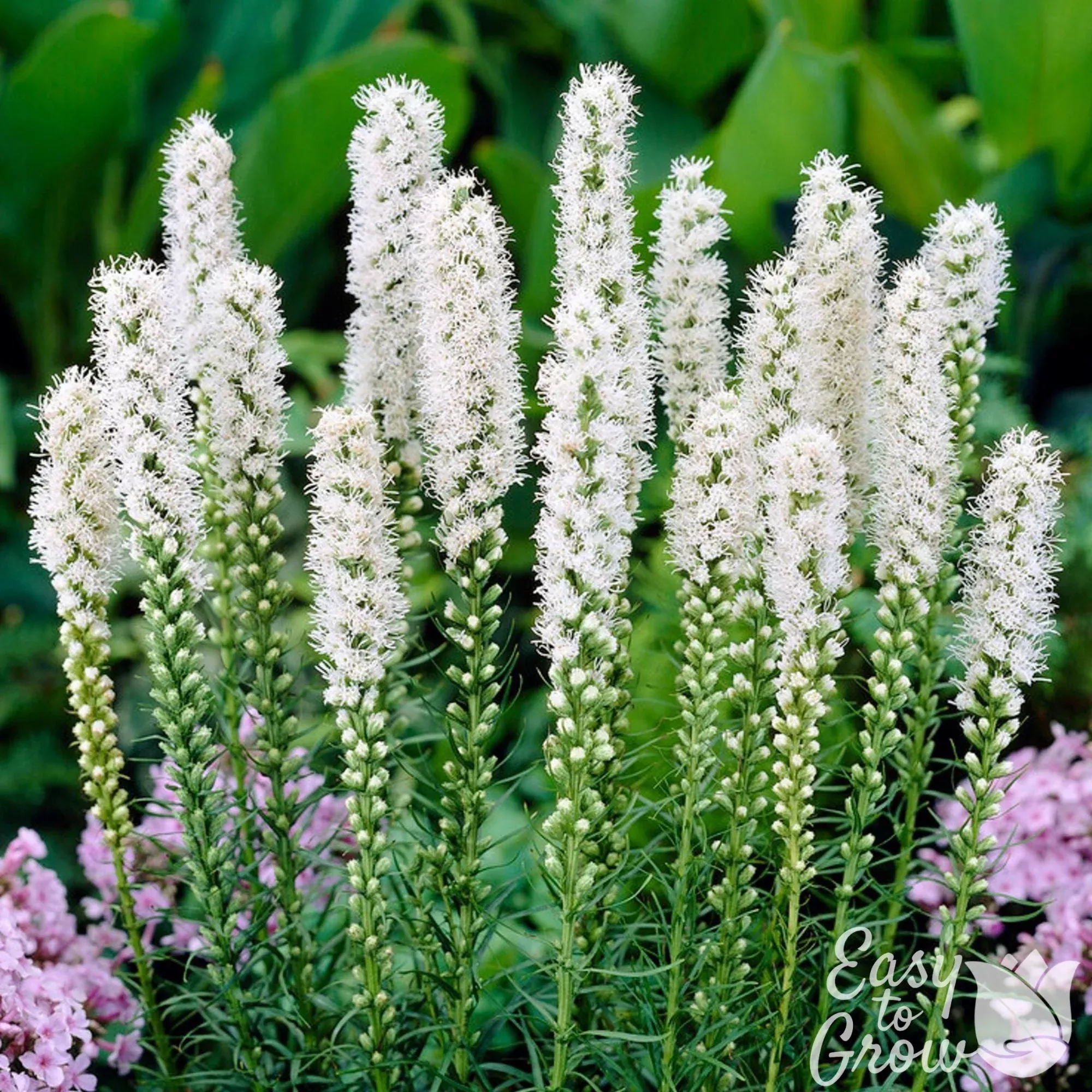 Liatris - Spicata Alba