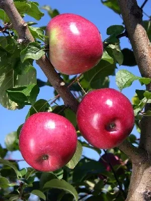 Liberty Apple