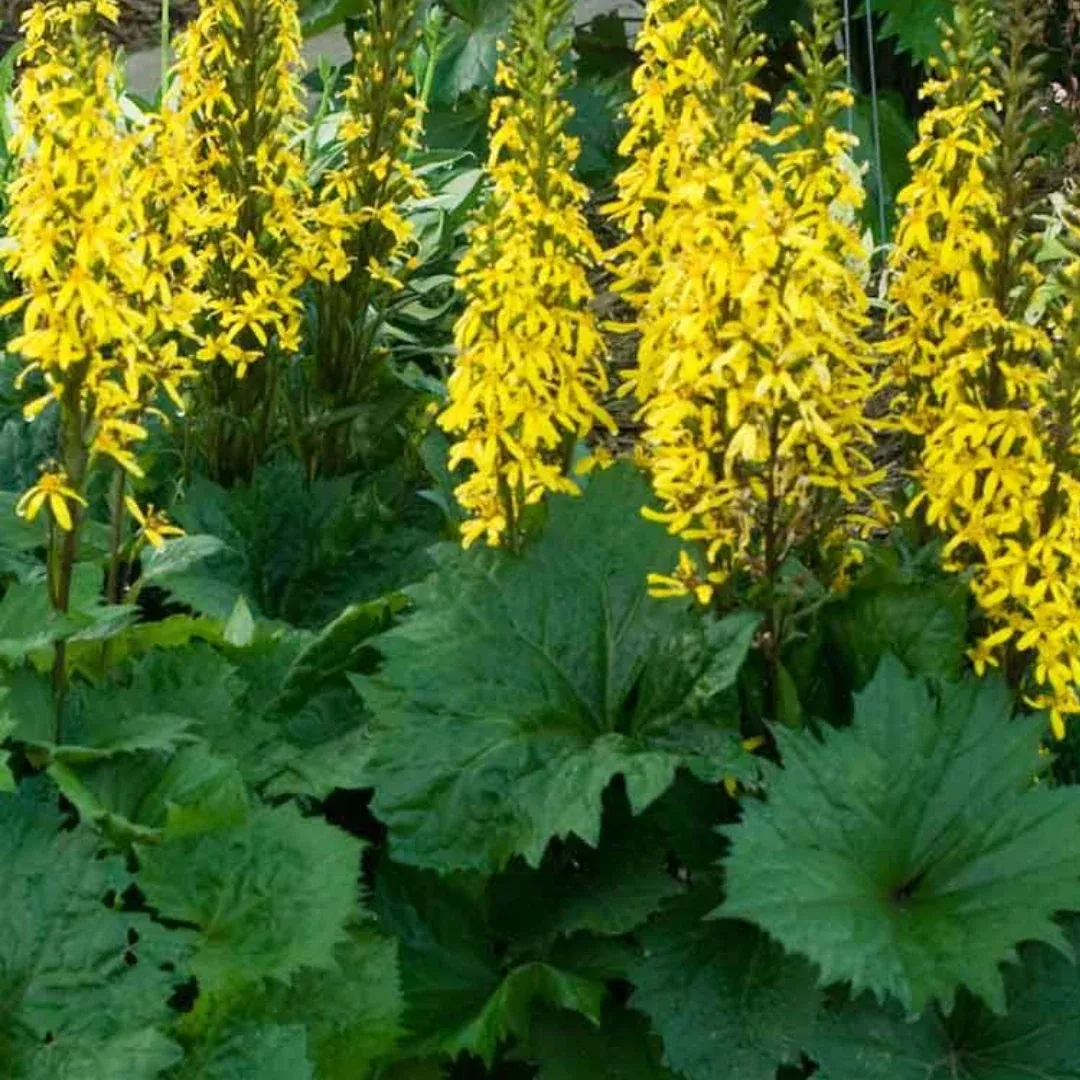 Ligularia 'Little Rocket'
