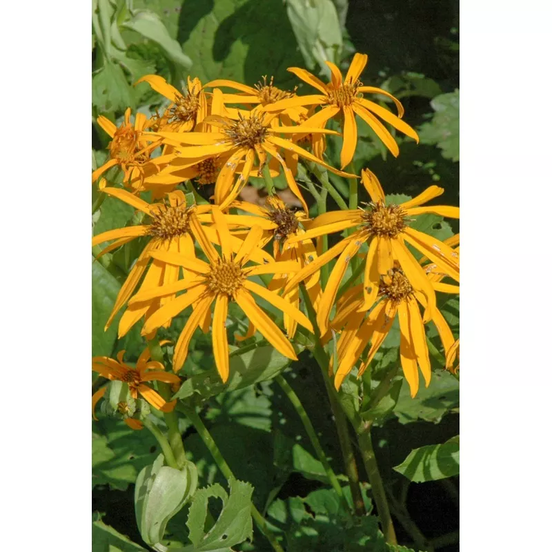 Ligularia 'Othello'