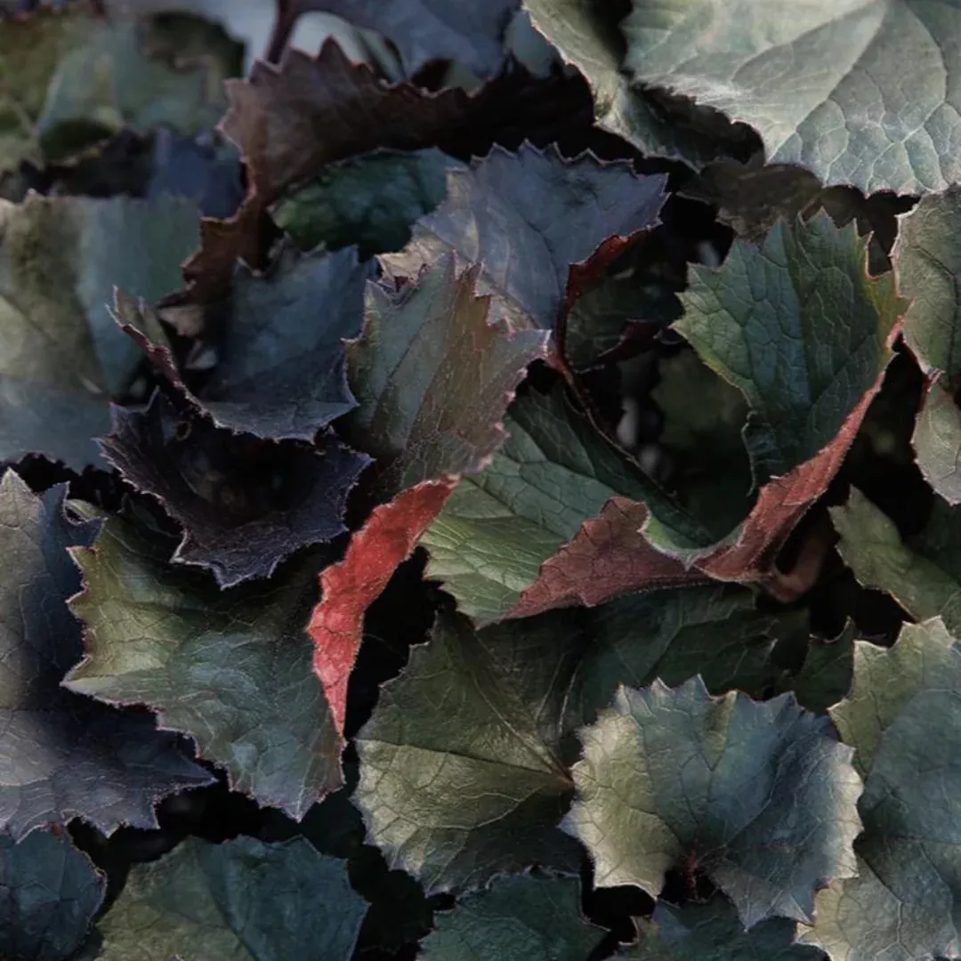 Ligularia 'Pandora'