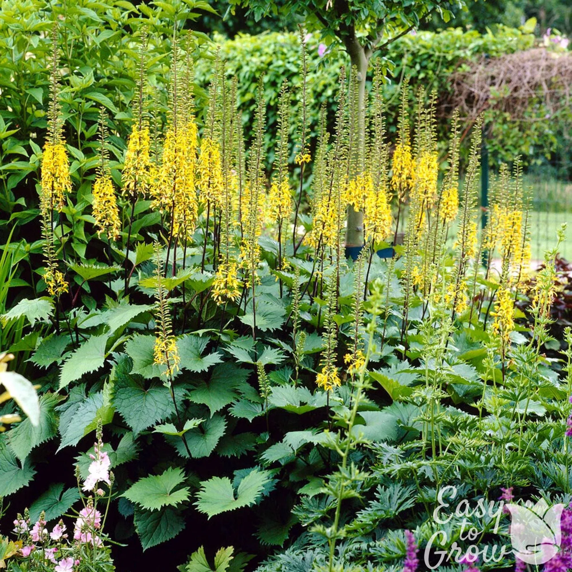 Ligularia 'The Rocket'