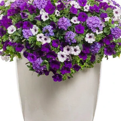 Lilac Festival