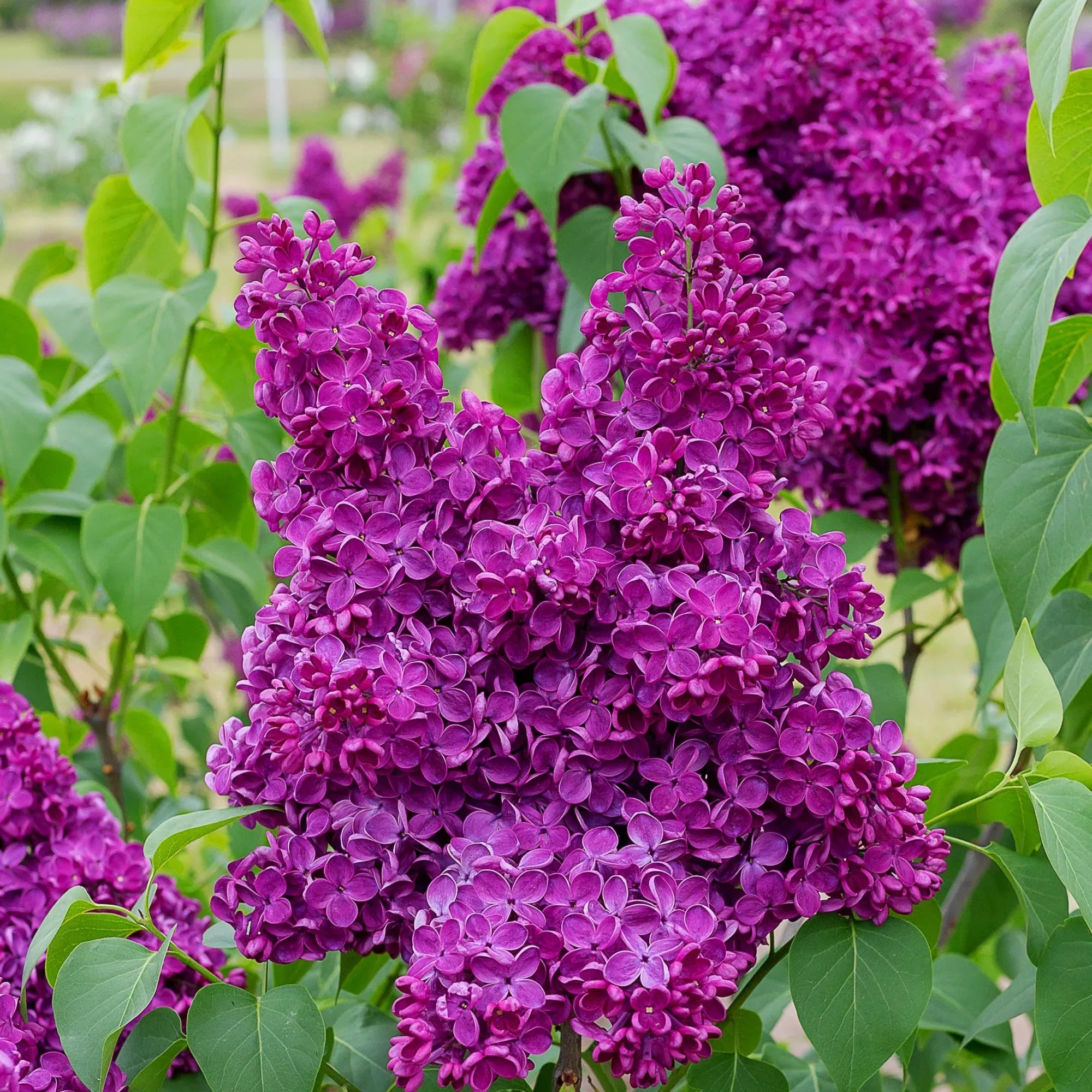 Lilac Syringa Common Purple Potted Plant