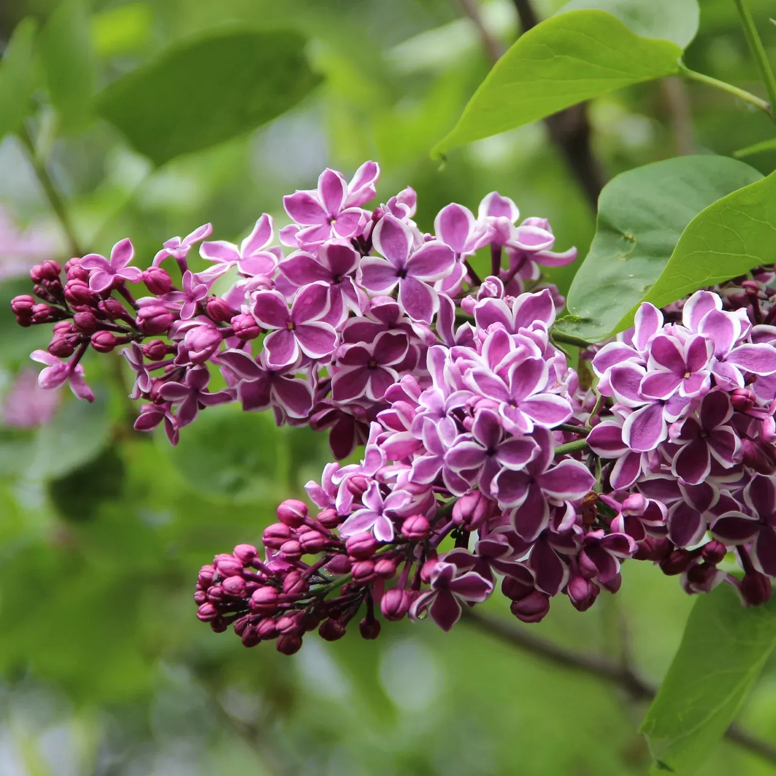 Lilac Syringa Sensation Potted Plant 2 Pack