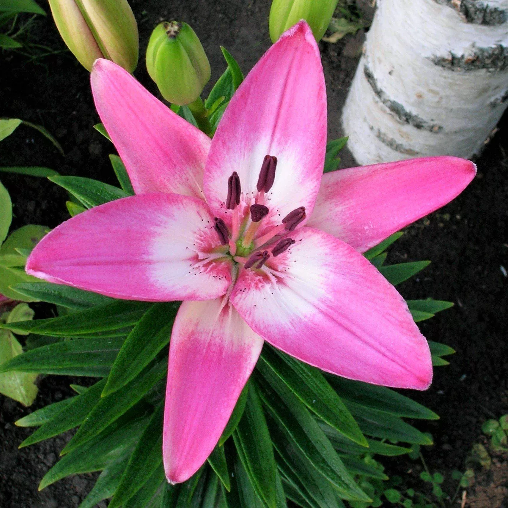 Lilium - LA Hybrid Lily Arbatax