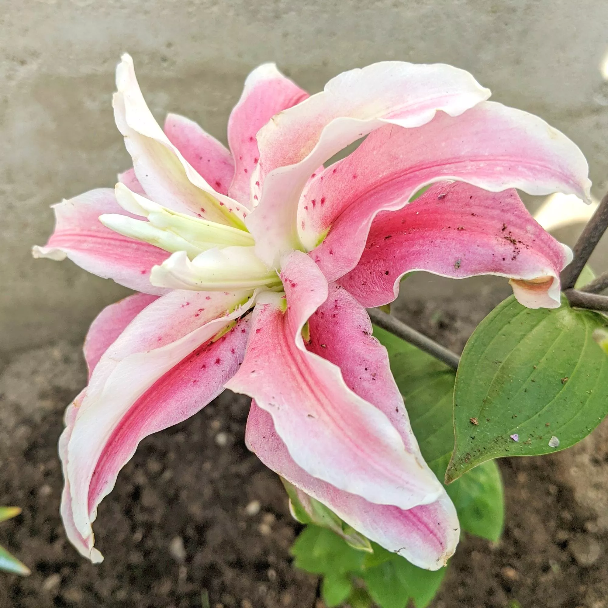 Lilium - Oriental Lily Distant Drum (Double)