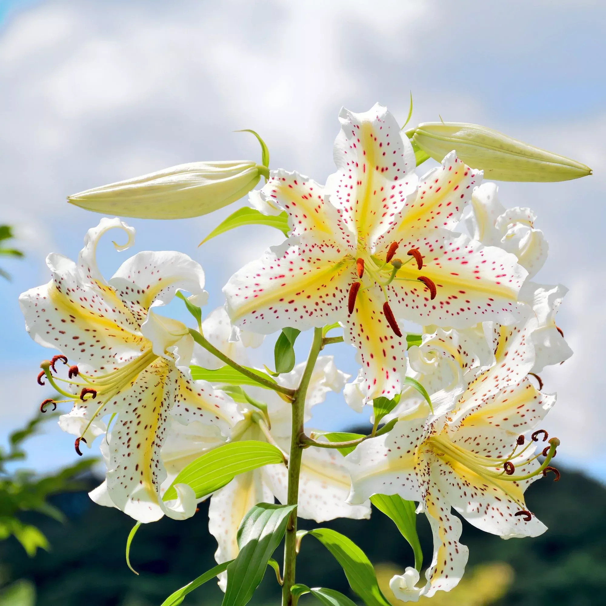 Lilium - Oriental Lily Gold Band