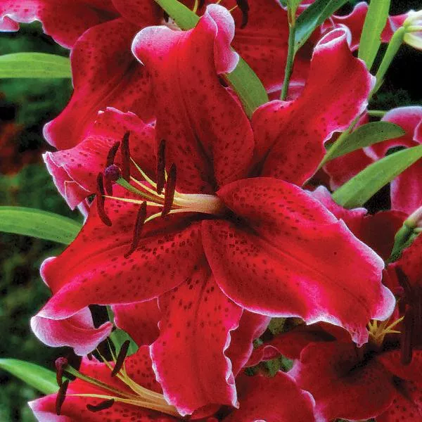 Lilium - Oriental Lily Rio Negro