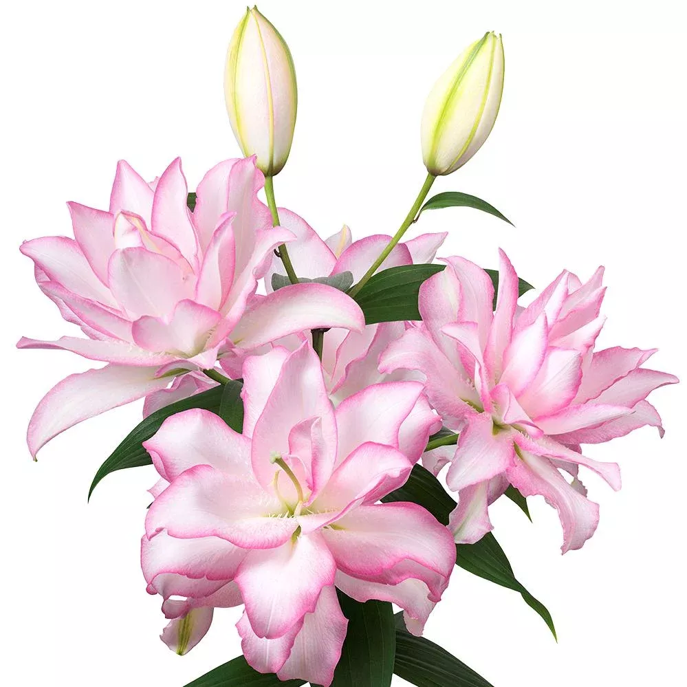 Lilium - Oriental Roselily Anouska