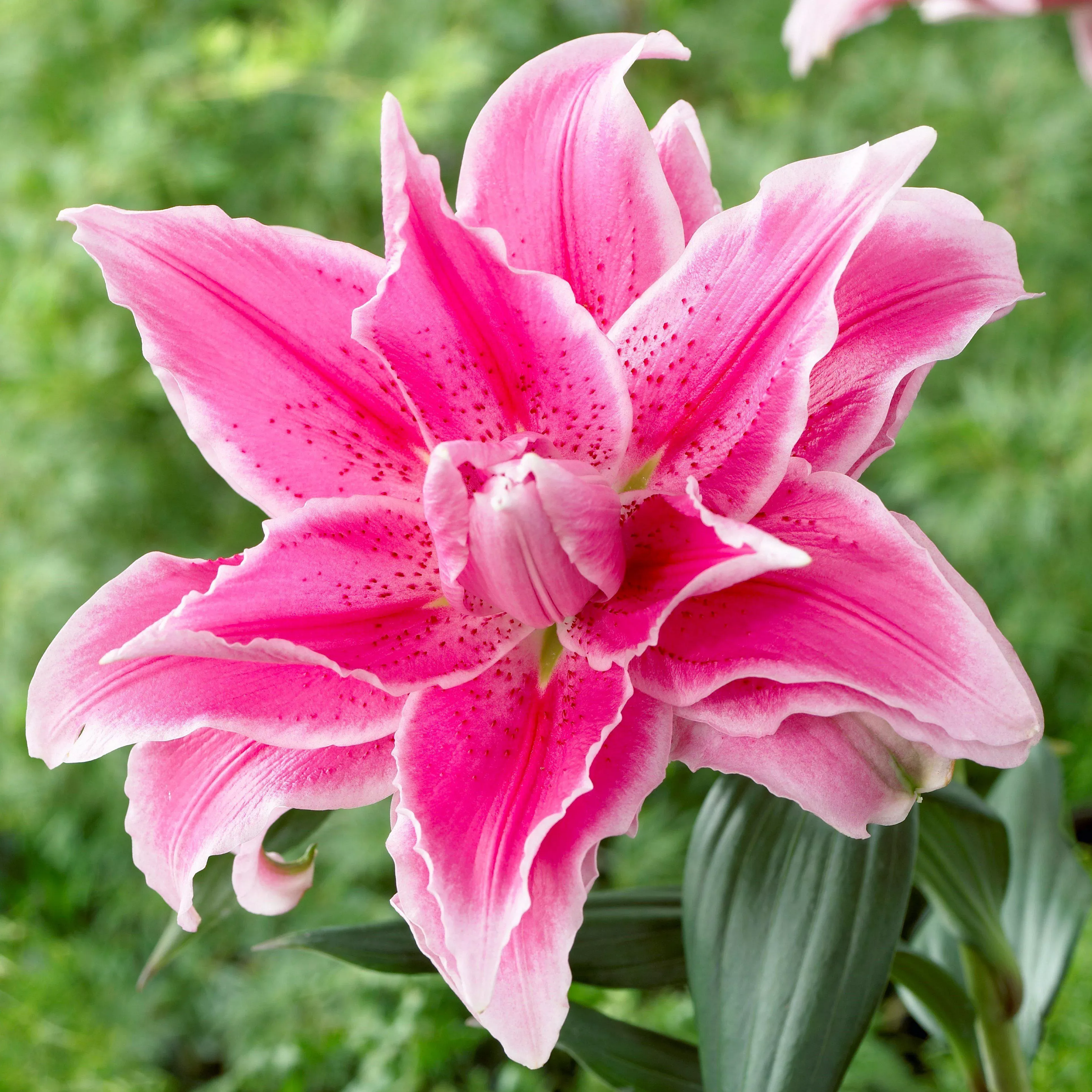 Lilium - Oriental Roselily Isabella