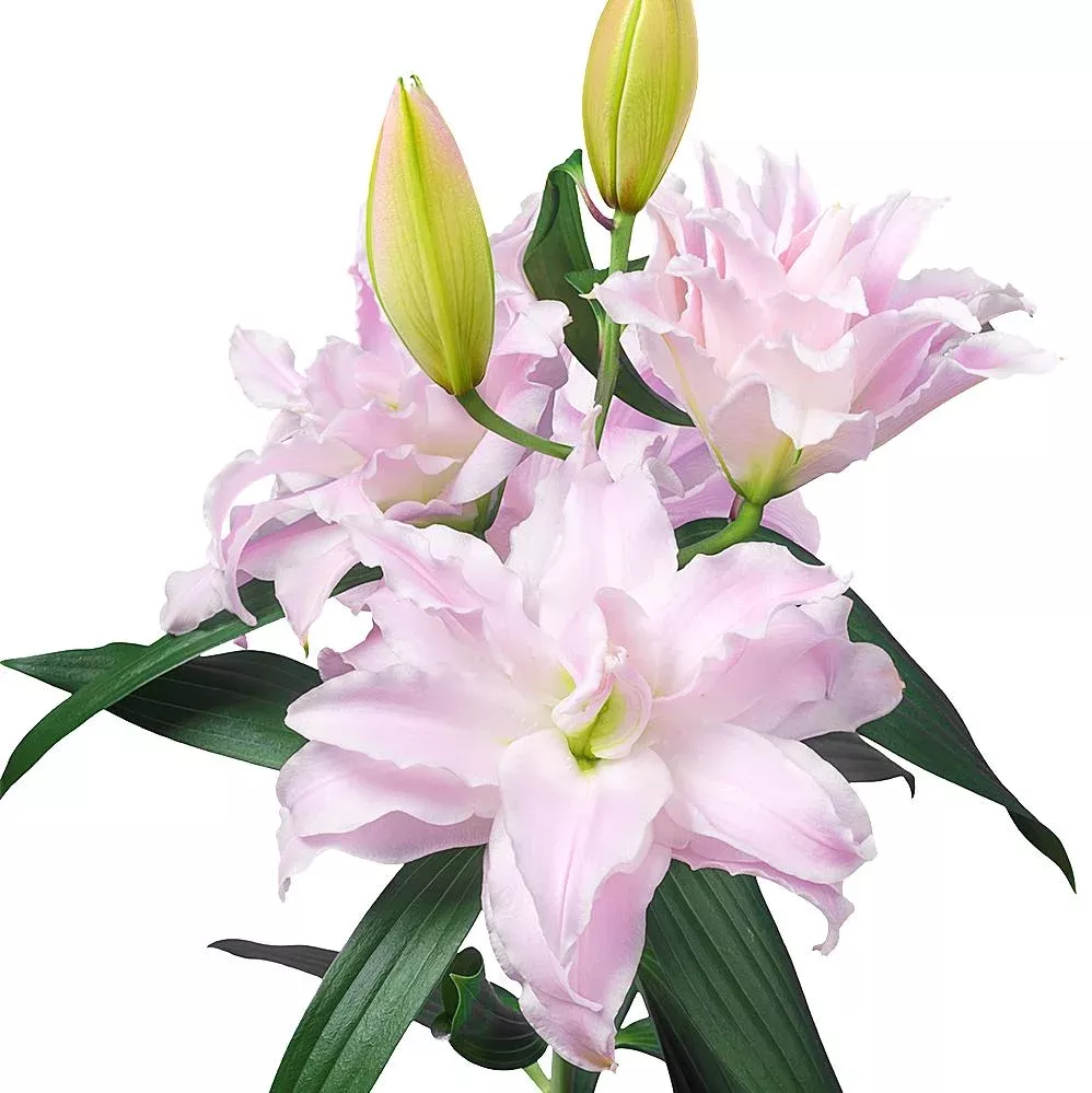 Lilium - Oriental Roselily Sascha
