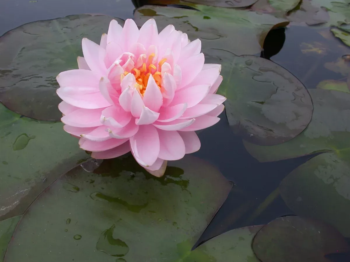 Lilypons - Pink Hardy Lily
