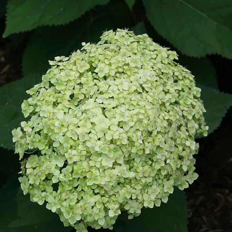 Lime Rickey Smooth Hydrangea – DISCONTINUED