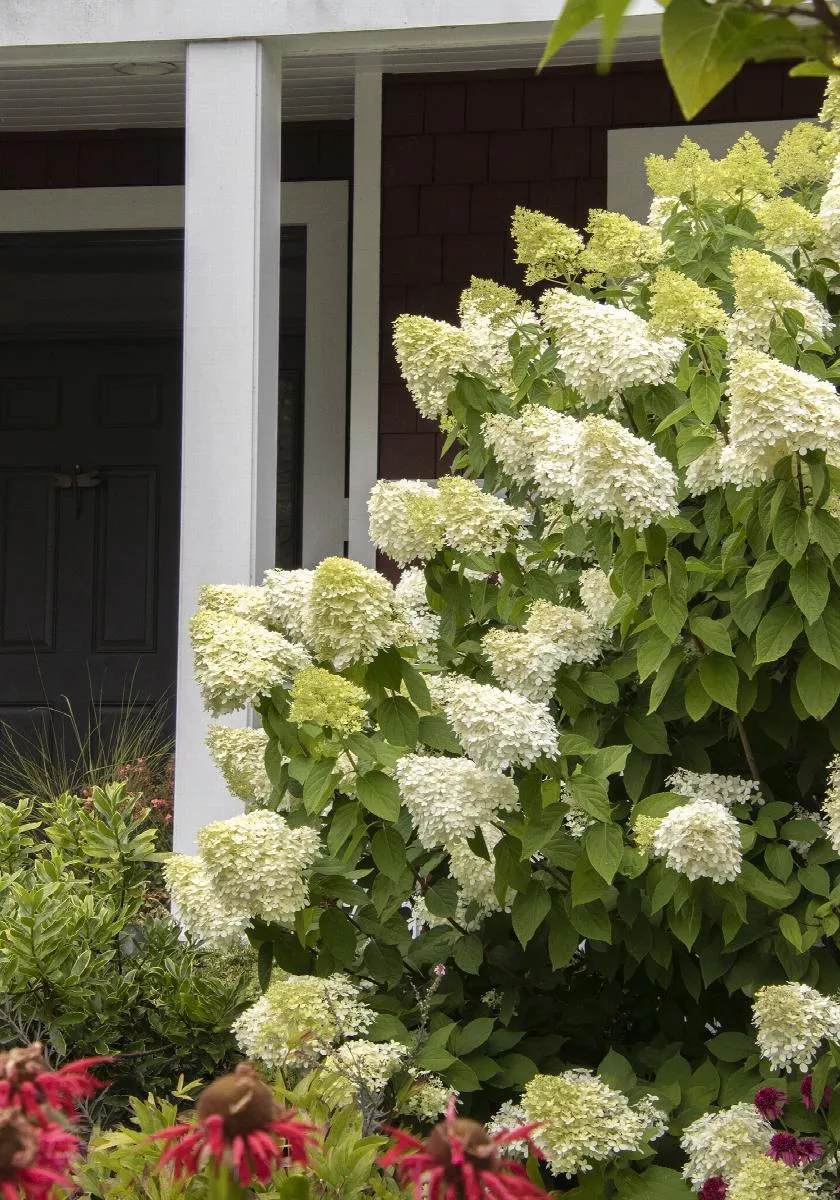 Limelight Hardy Hydrangea