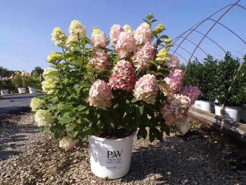 Limelight Prime Panicle Hydrangea