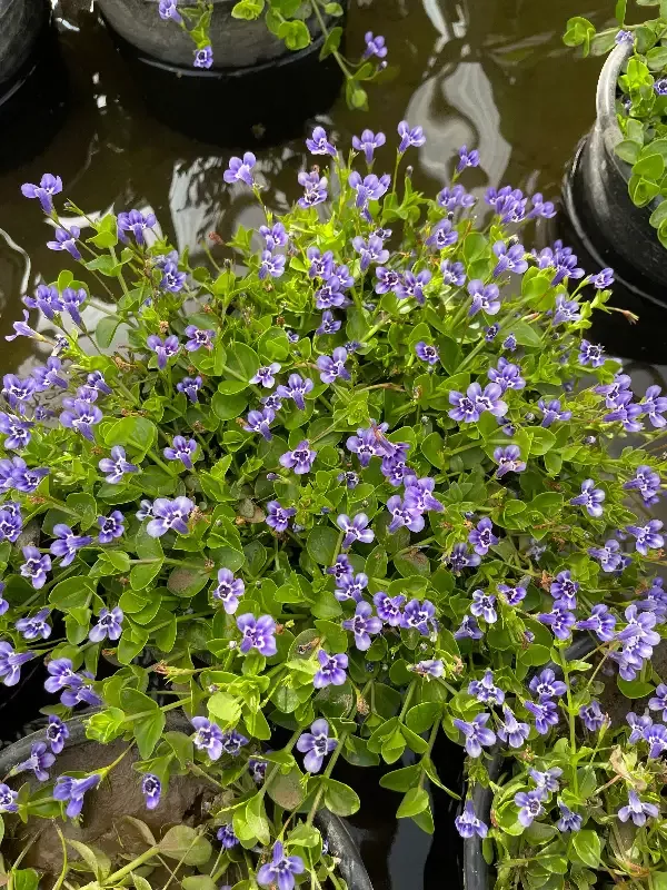 Lindernia Grandiflora "Blue Moneywort"
