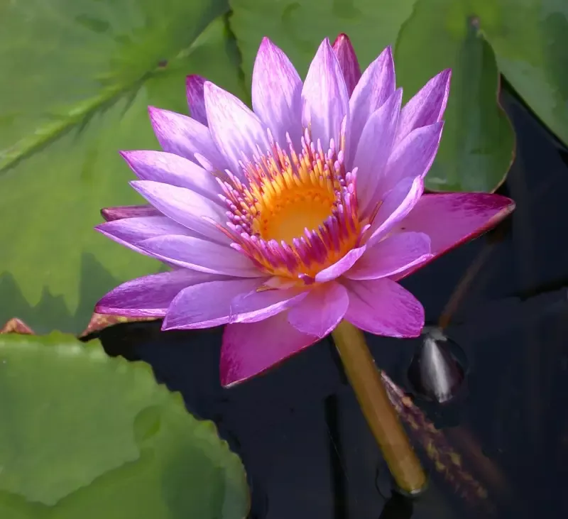 Lindsey Woods - Day Blooming Tropical Lily