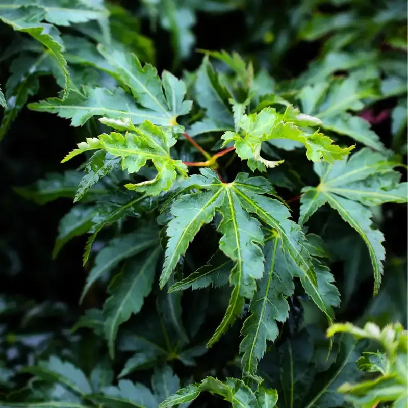 Lion's Head Japanese Maple