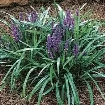 Liriope 'Big Blue'