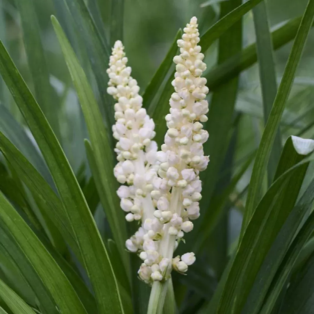 Liriope 'Monroe White'
