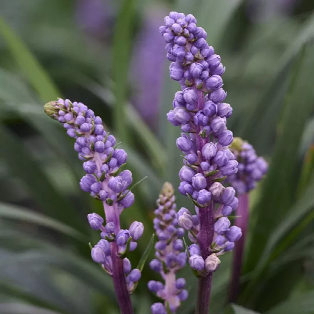 Liriope 'Royal Purple'