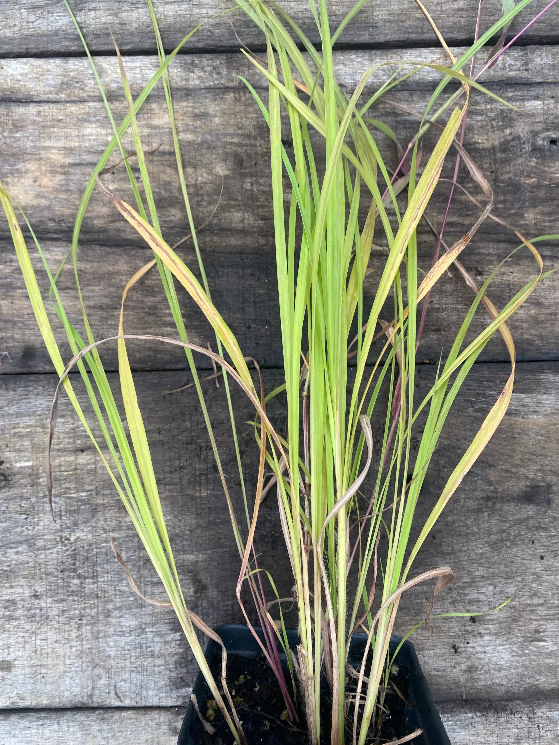 Little Bluestem 'Standing Ovation'