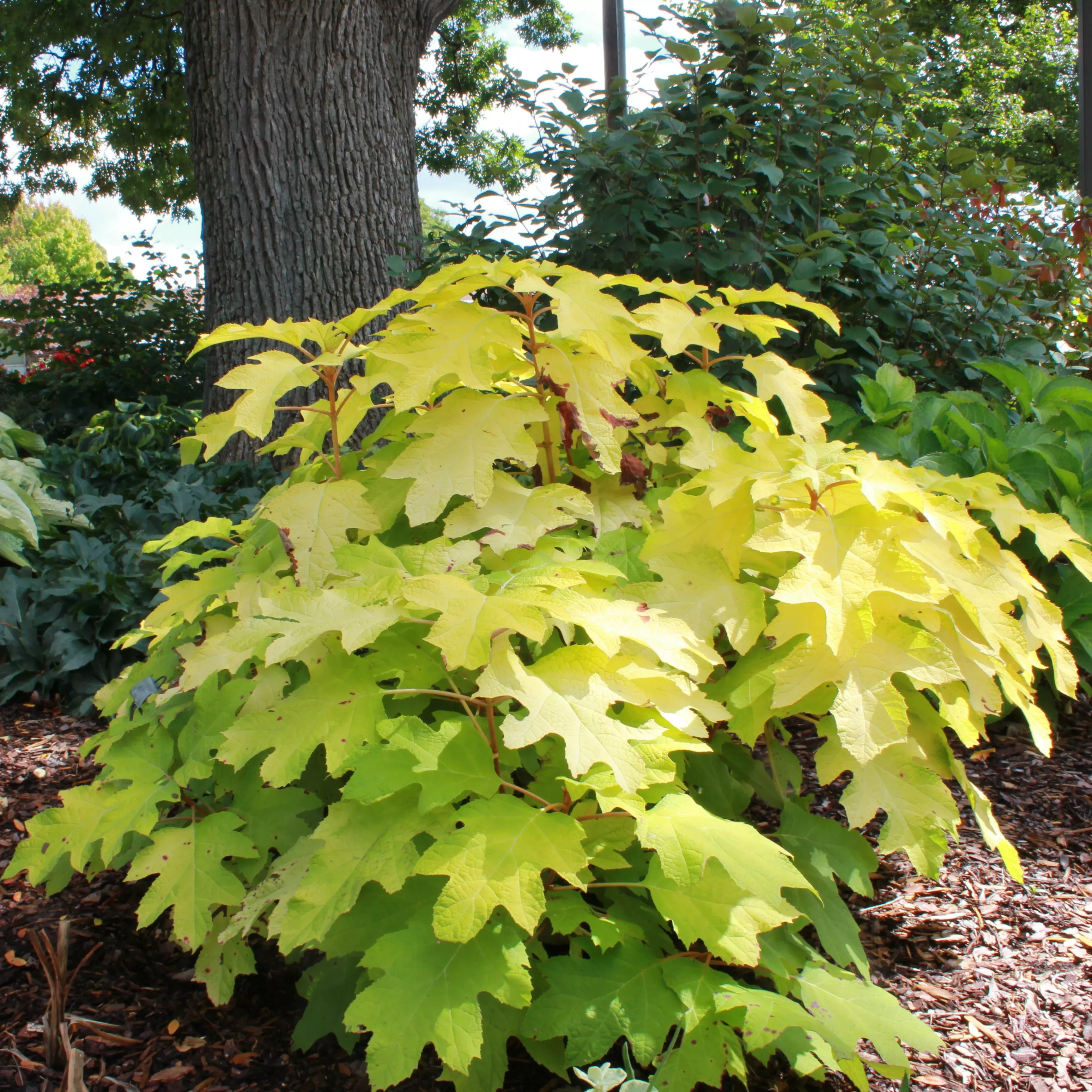 ‘Little Honey’ Oakleaf Hydrangea – DISCONTINUED