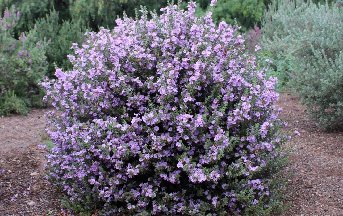 'Little Lynn' Texas Sage