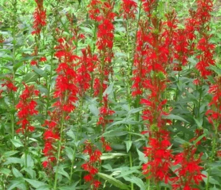Lobelia cardinalis #1