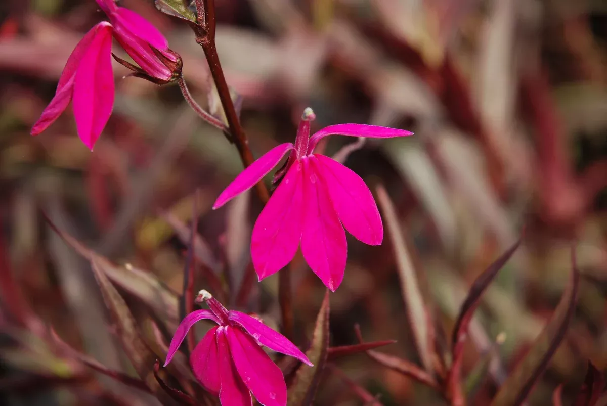 Lobelia "Pacific Beauty"