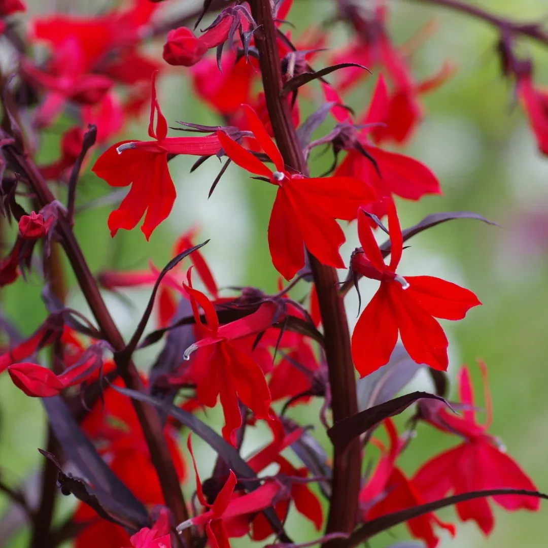 Lobelia "Queen Victoria"