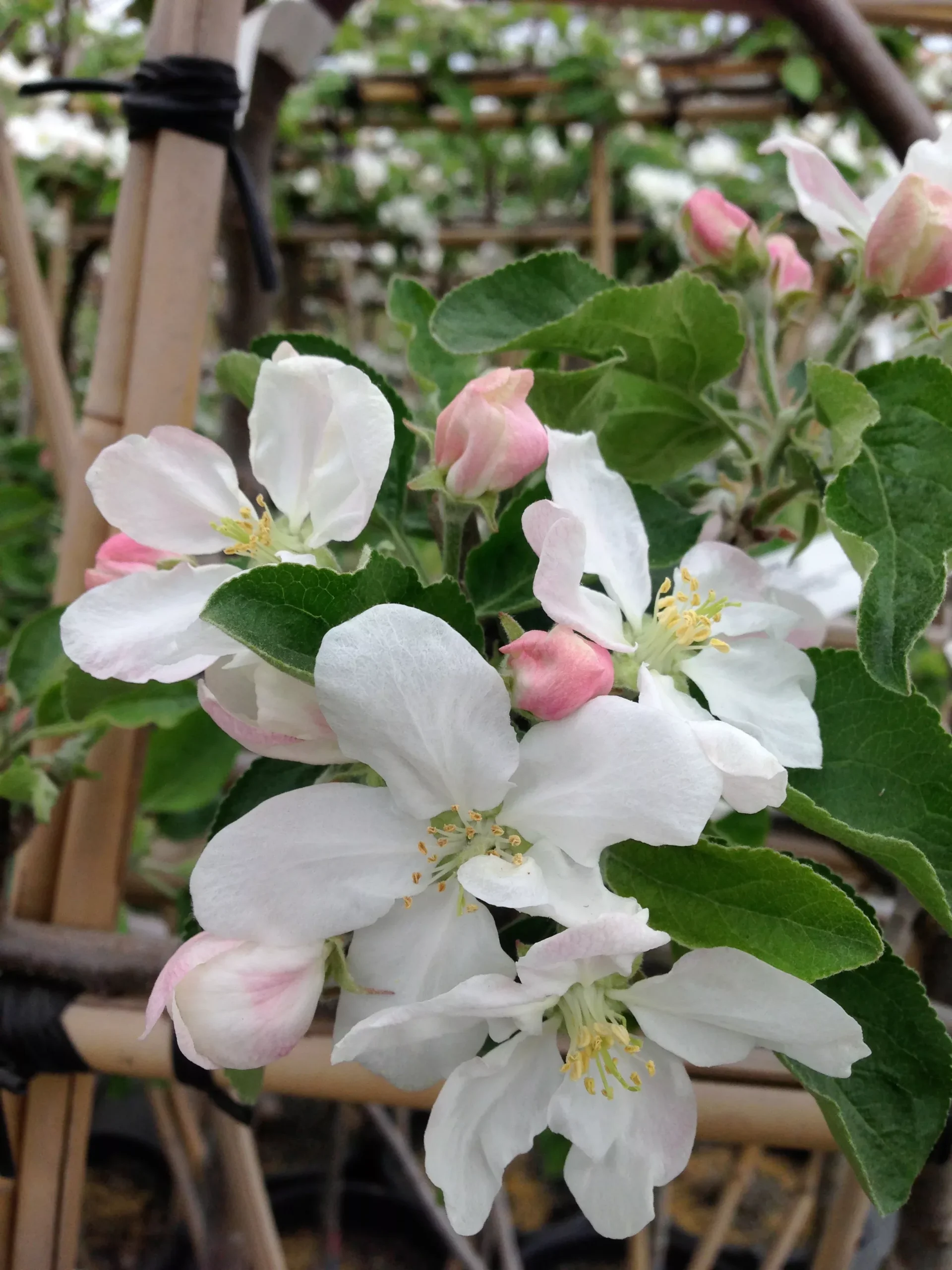 Lodi Apple