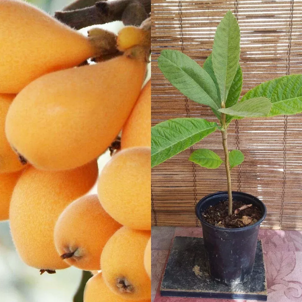 Loquat (Big Jim Seedling) Tropical Fruit Tree (15~20 Inch Height)