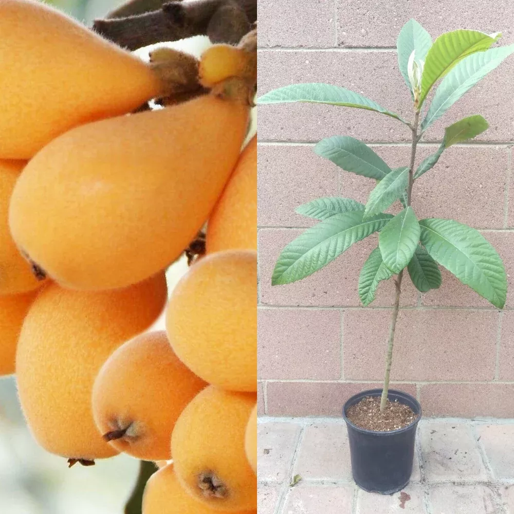 Loquat (Big Jim Seedling) Tropical Fruit Tree (25~30 Inch Height)