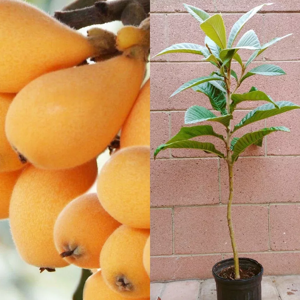 Loquat (Big Jim Seedling) Tropical Fruit Tree (3~4 Feet Height)