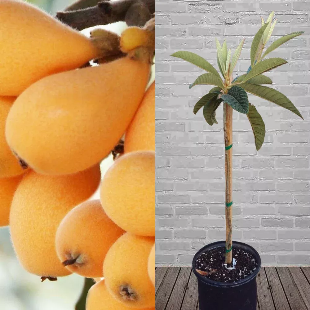 Loquat (Big Jim) Tropical Fruit Tree